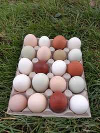 Jaja lęgowe kur niosek mix kolorów