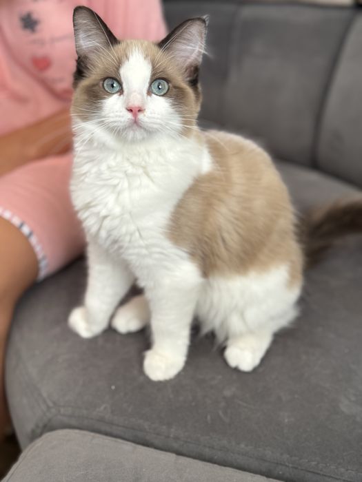 Ragdoll KOcurek śliczny