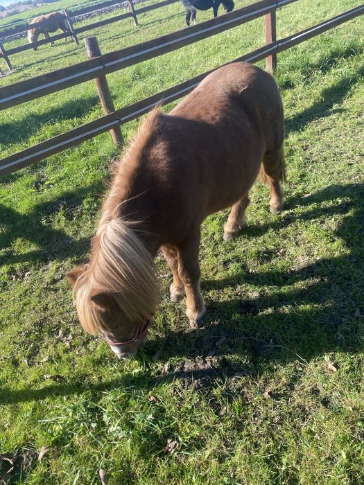 Sprzedam kucyka kucyki ogierek klaczka
