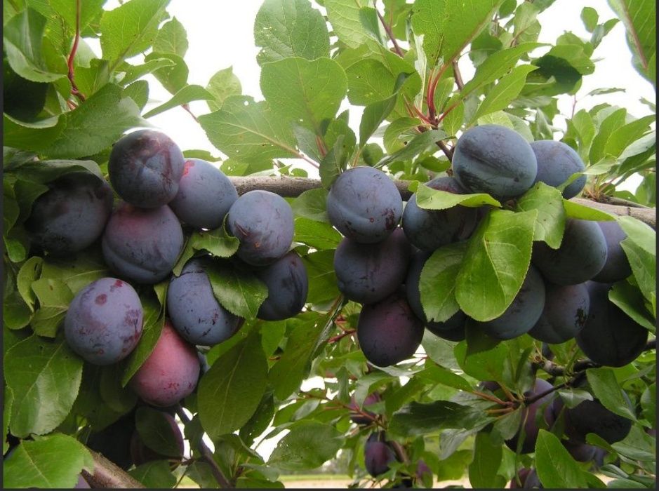 Слива угорка, саженцы .