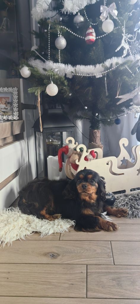 Cavalier suczka black and tan