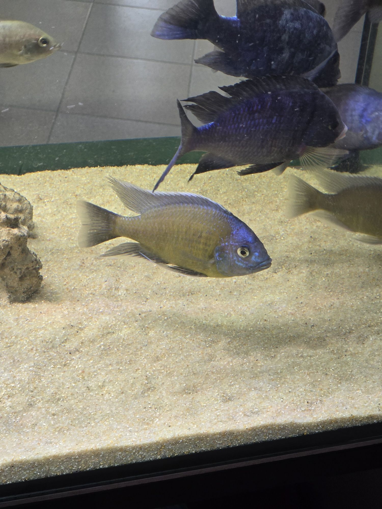 Copadichromis borleyi