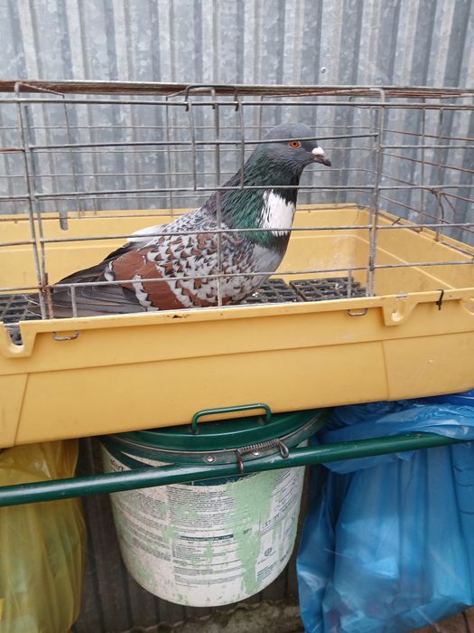 Gołebie ozdobne Koszua