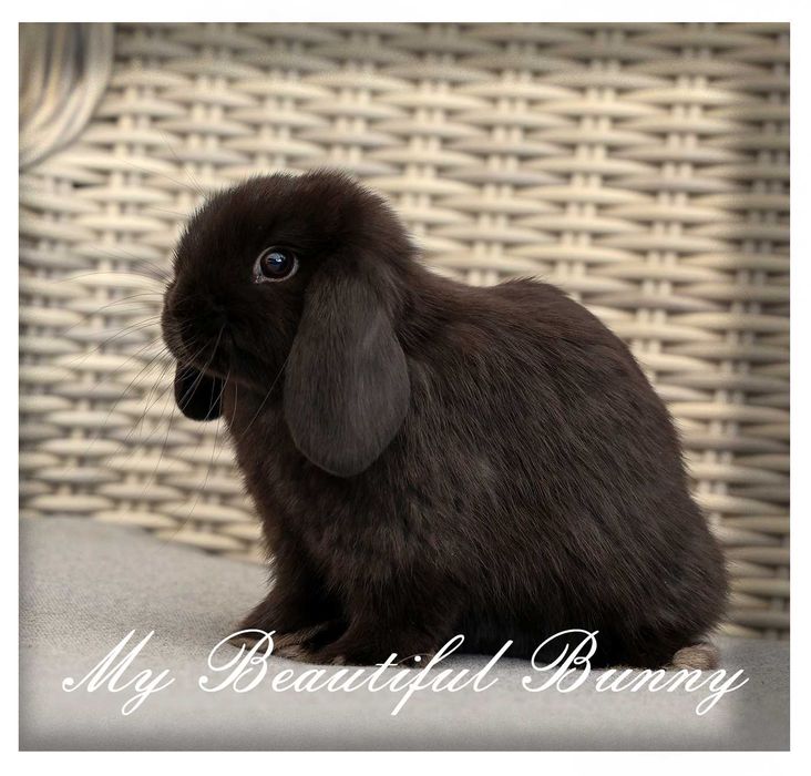 Piękny i młody Króliczek 100% Mini Lop - BLACK