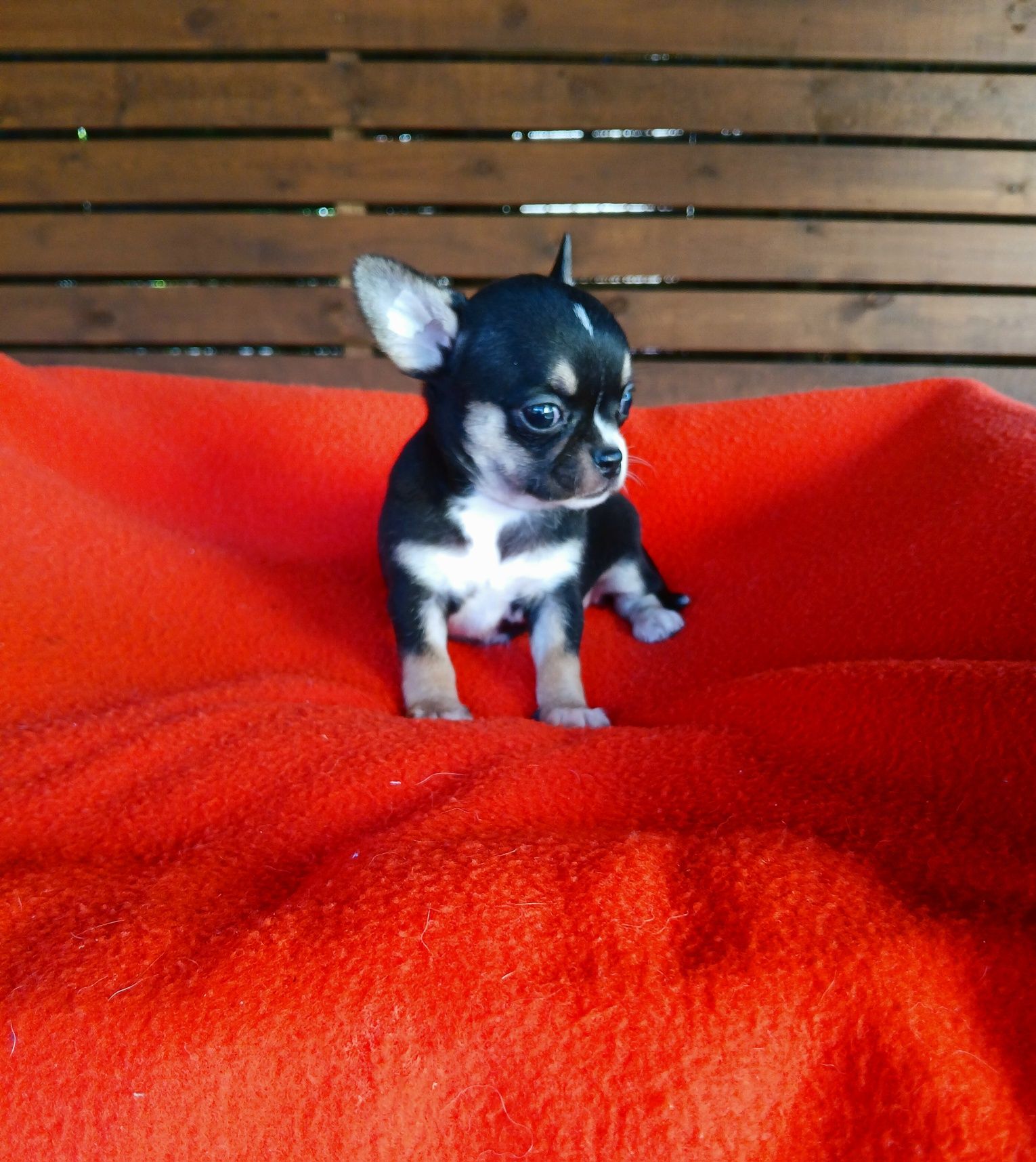 Śliczna suczka chihuahua