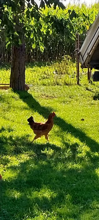 Kaczka 100zł i Kogutki 45zł.szt