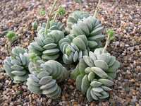 crassula sericea var. velutina