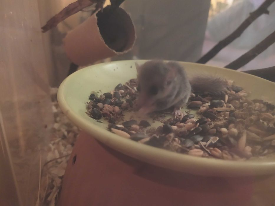 Popielice afrykańskie