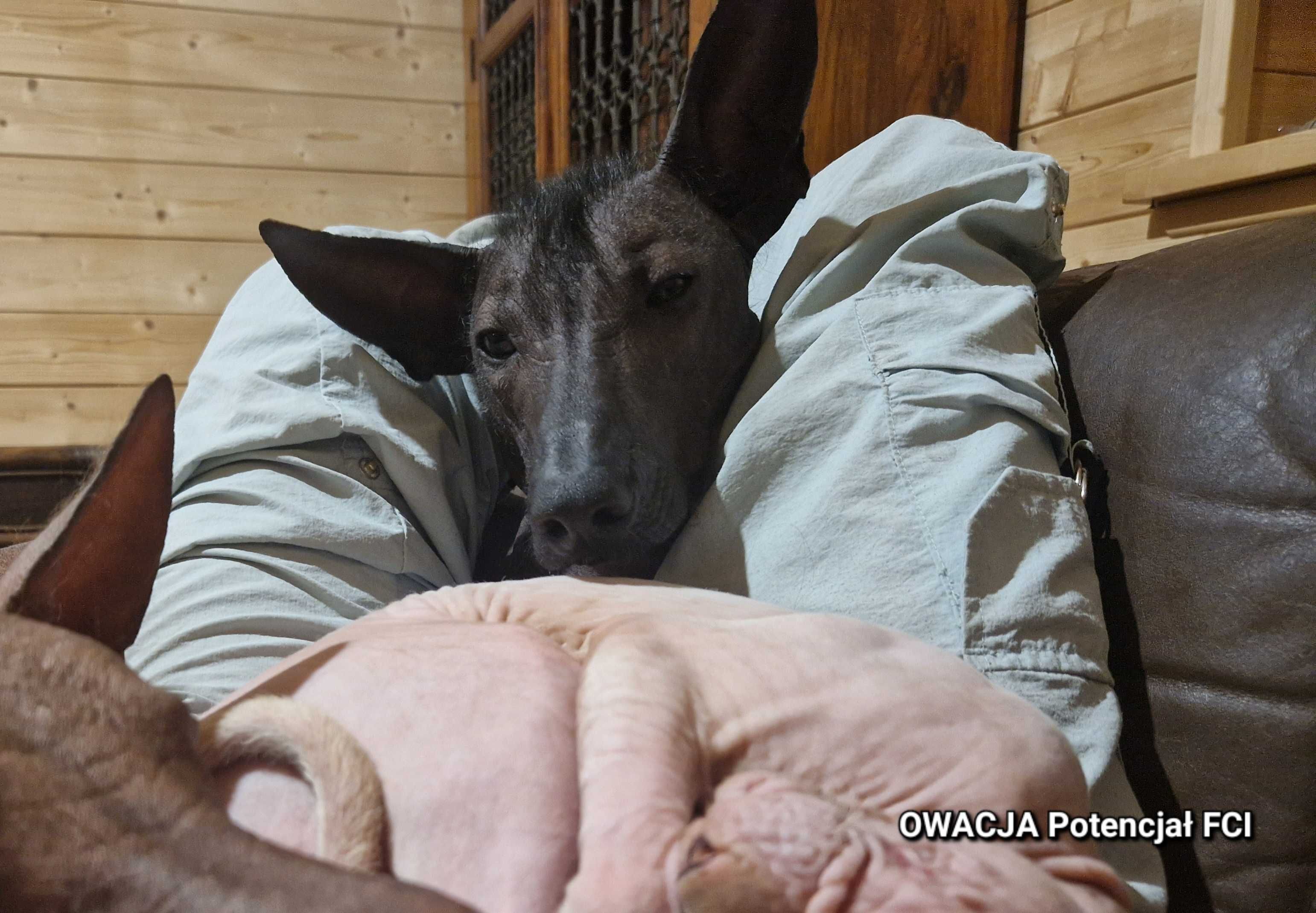 Xolo, naga, niezwykle czujna, utytułowana suka, 18 m-cy, upr. hod. FCI