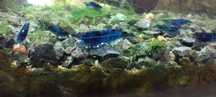 Krewetki Neocaridina Blue Velvet