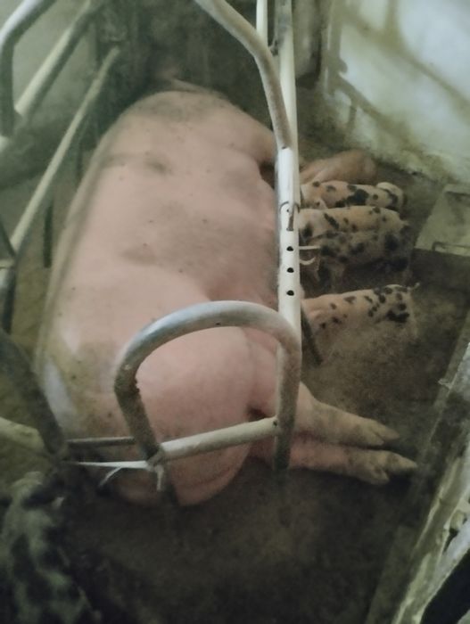 Продам поросят м'ясної породи.