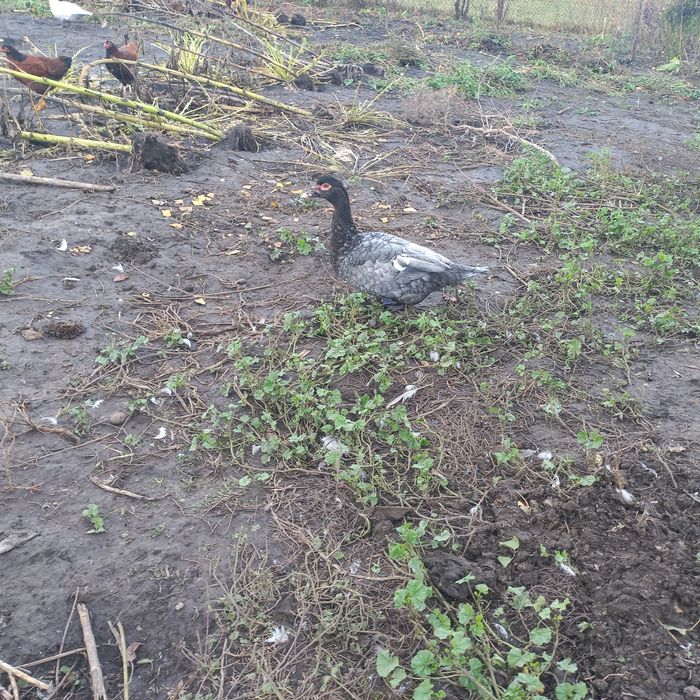 Пропоную вільних качурів важкої лінії.Є вільні 2 темносині, 1 Лаванда