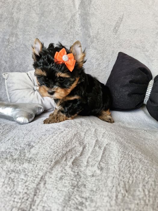 Yorkshire terrier, śliczny piesek bez wad