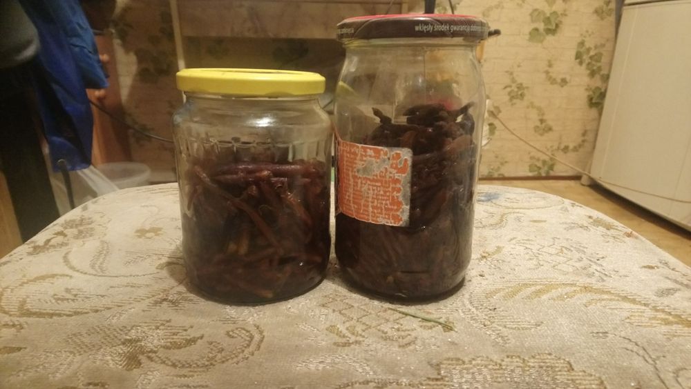 Wyciąg ekstrakt z pędów sosny