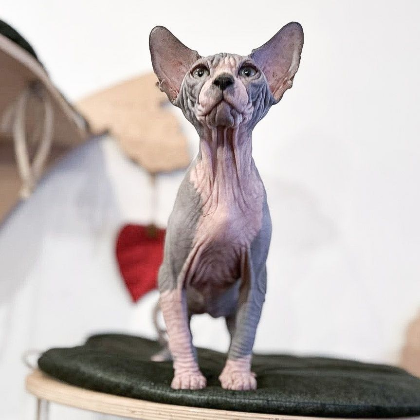 Gymni Gata*PL sfinks kanadyjski canadian sphynx kociak