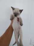 Gatos para doaçao