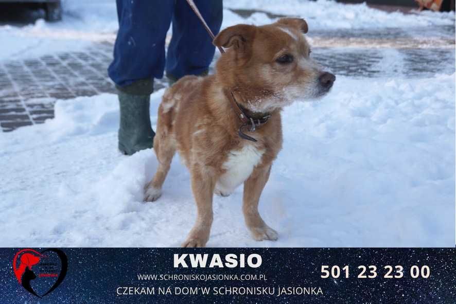 Kwasio -do adopcji schronisko Jasionka