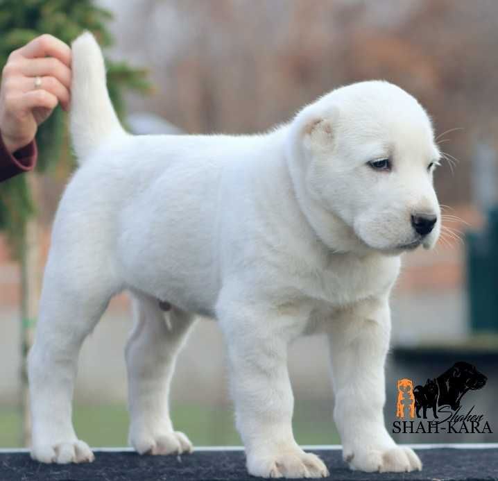 Білий кобель САВ