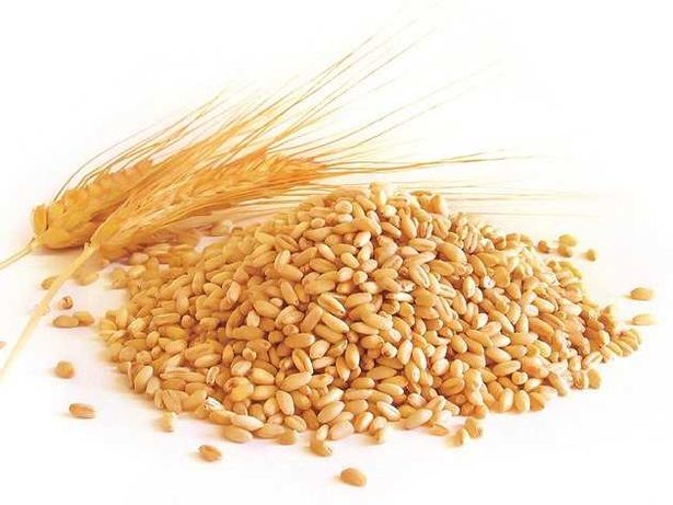 Куплю пшеницю у великій кількості