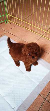 Toy Poodle Ticup China