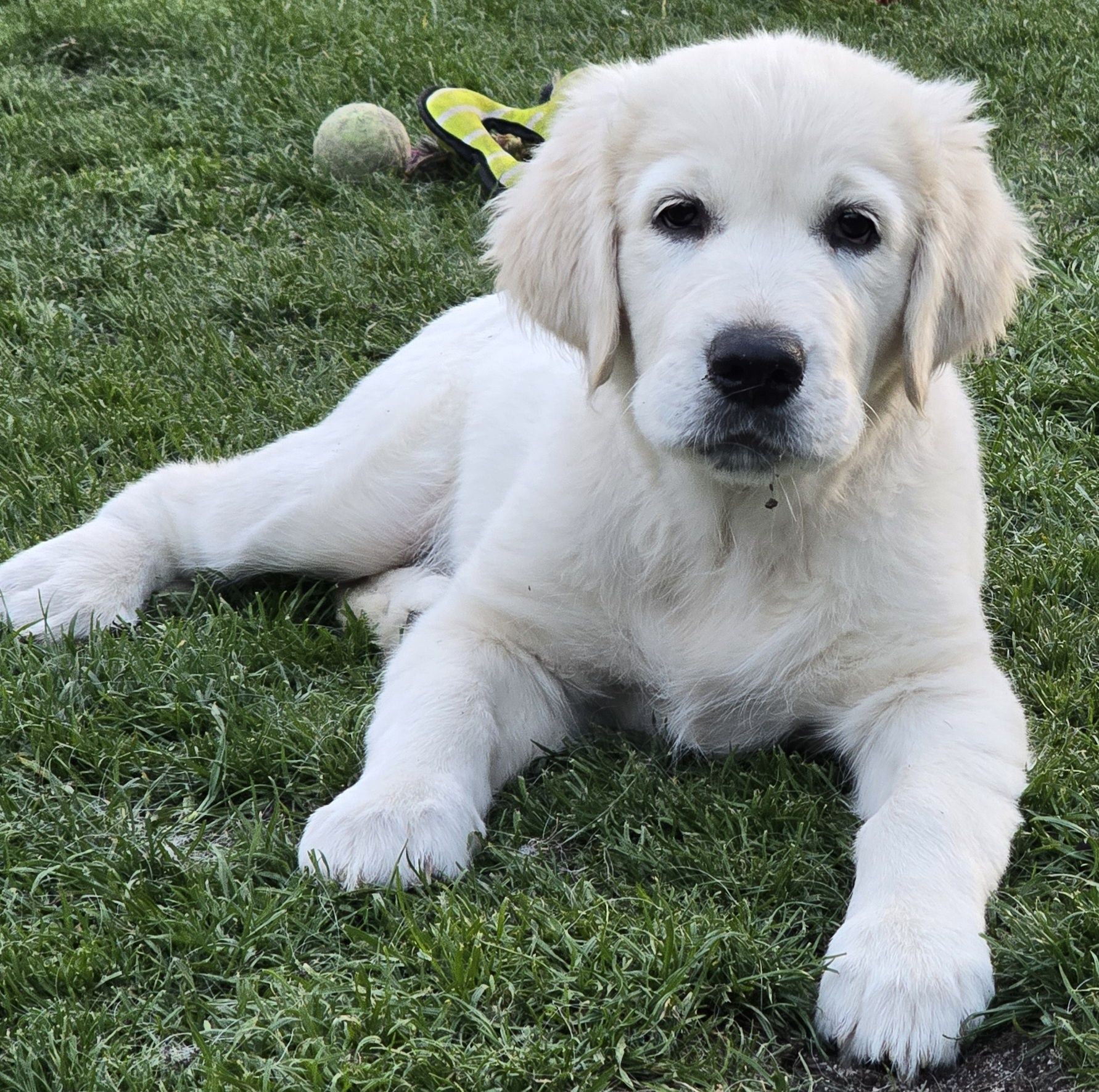 Golden Retriever SUCZKA ZKwP/FCI