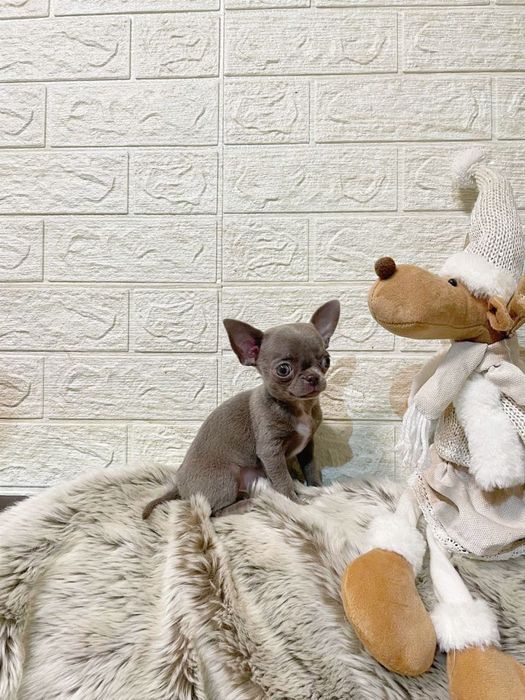 Лілова краля чихуахуа