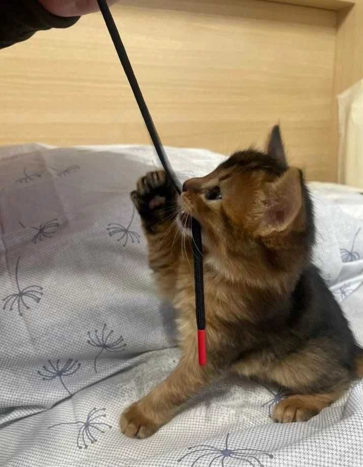 Сомалийские котята белочки