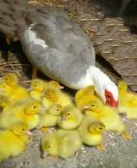 Jaja lęgowe kaczek olbrzymie i  kur ozdobnych dużych