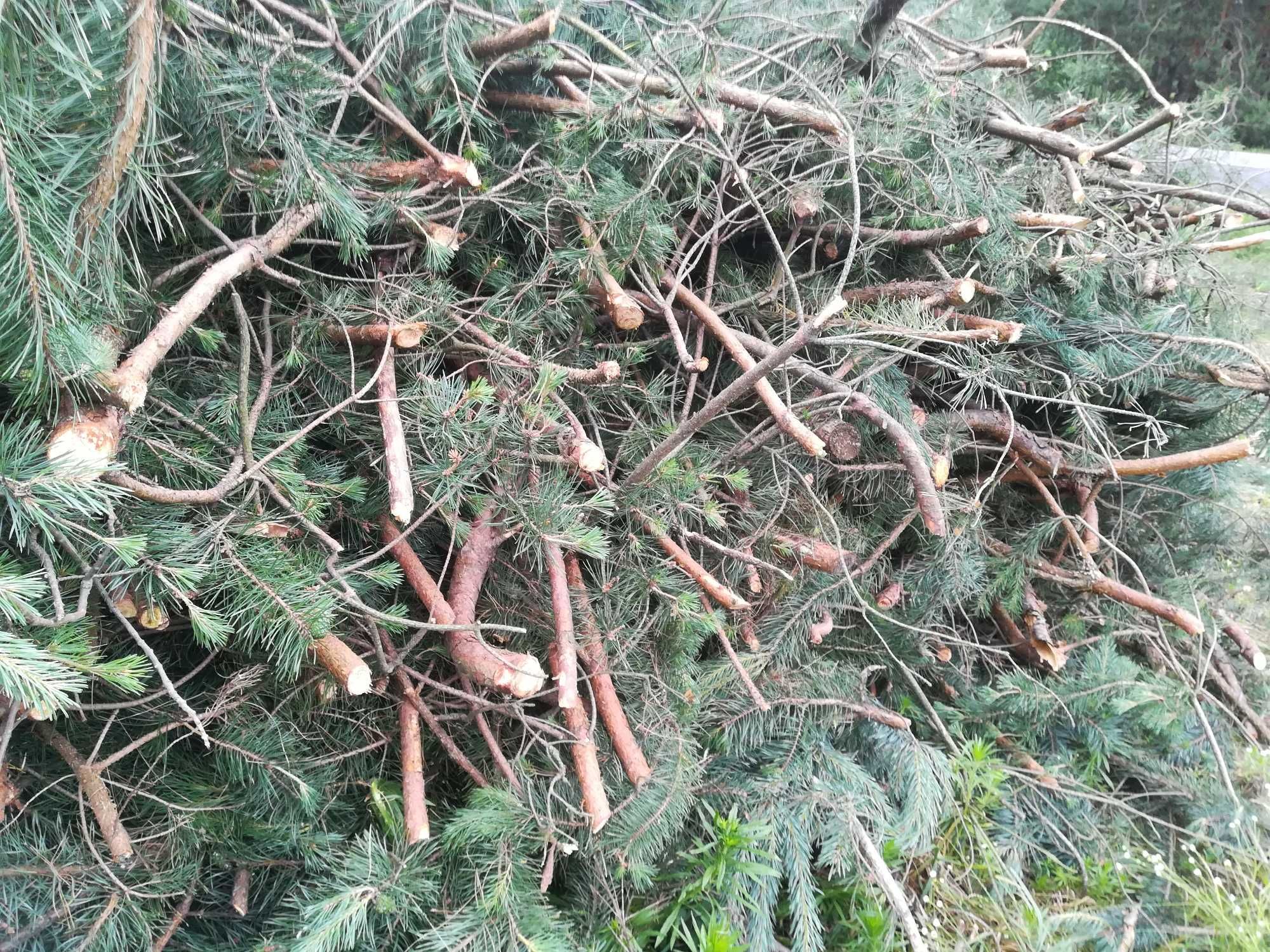 Oddam chrust gałęzie sosny