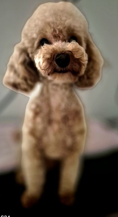 Pudel Toy dorosły piesek FCI