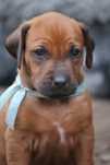 Rhodesian Ridgeback FCI Piesek