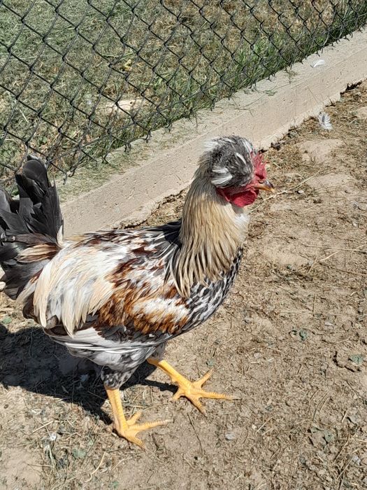 Kogutki z tegorocznego wylęgu