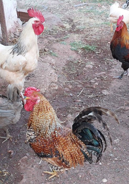 Frangos e Galos do Campo