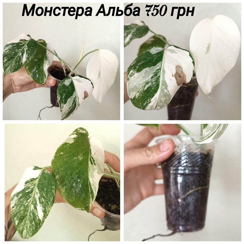 Монстера Альба, Варієгатна