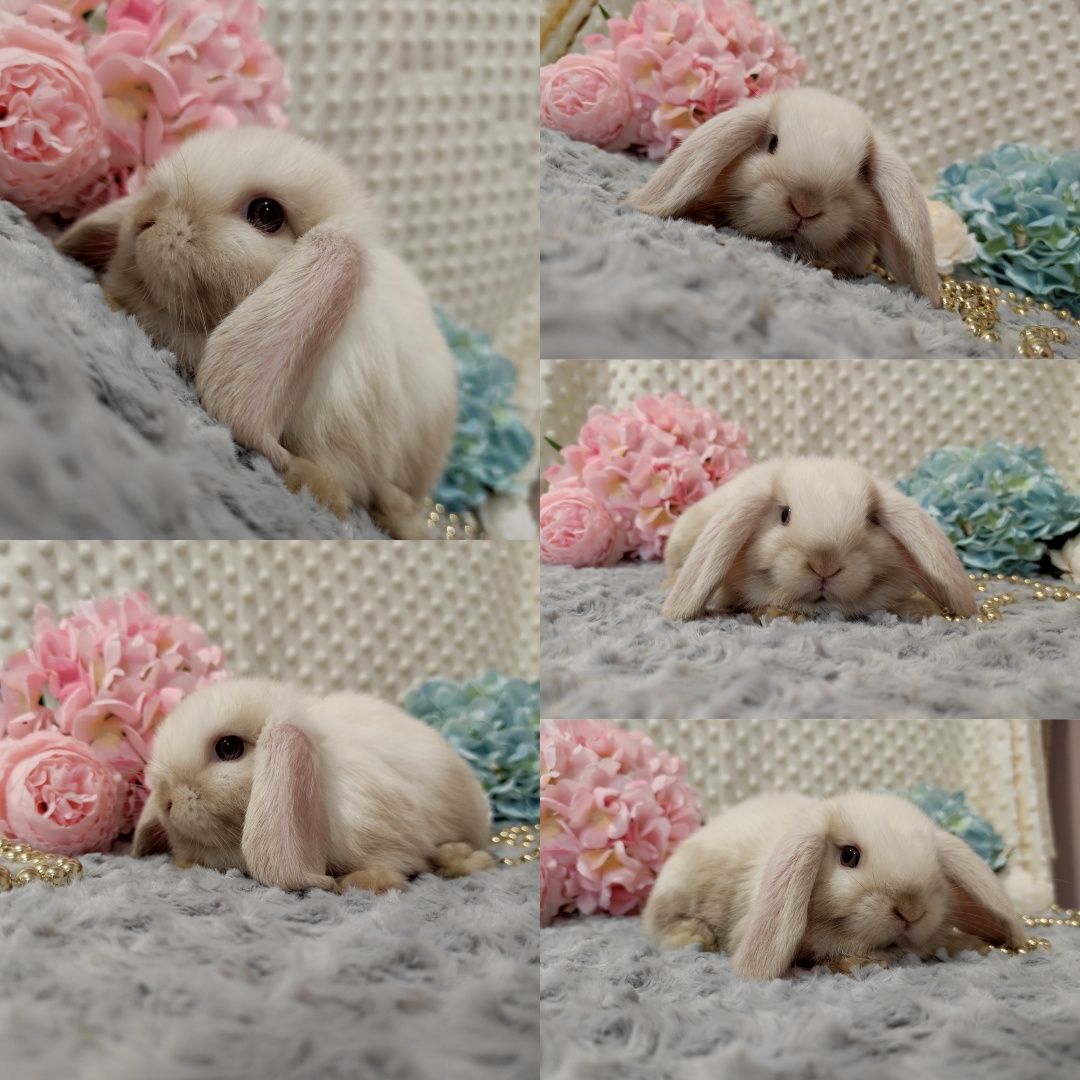 Śliczne Króliczki Mini Lop Czystej Rasy z WYPRAWKĄ I KSIĄŻECZKĄ