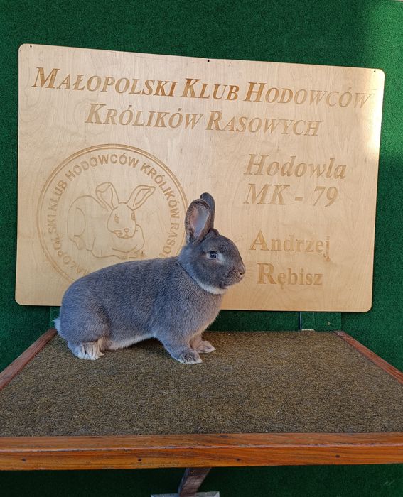 Króliki Wiedeńskie