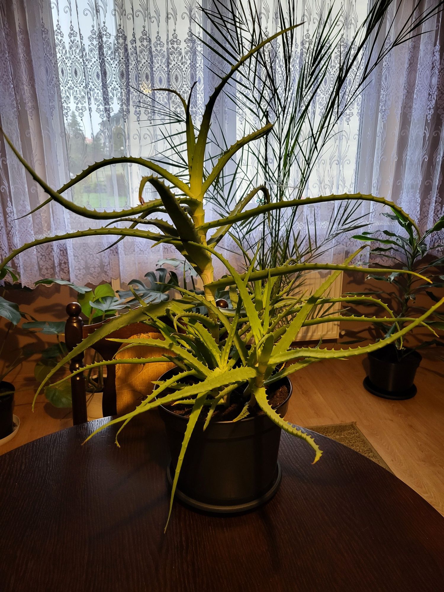 Sprzedam monstera dracena  Palma Szaflara aloes