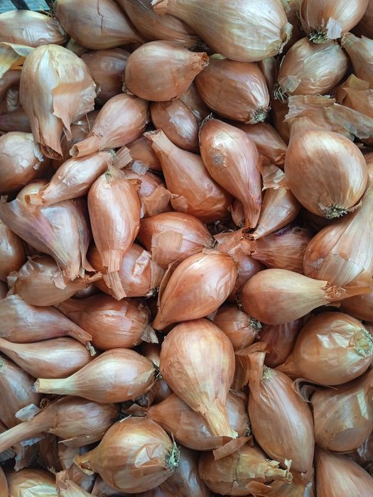 Купчатка якісне насіння