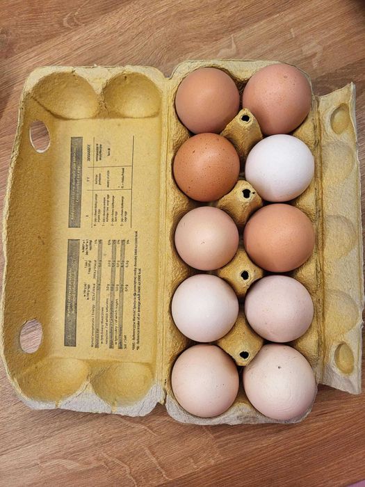 Jajka od kur z wolnego wybiegu