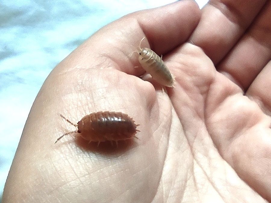 Ізоподи. Мокрички. Мокриці. Porcellio laevis orange. Porcellio laevis