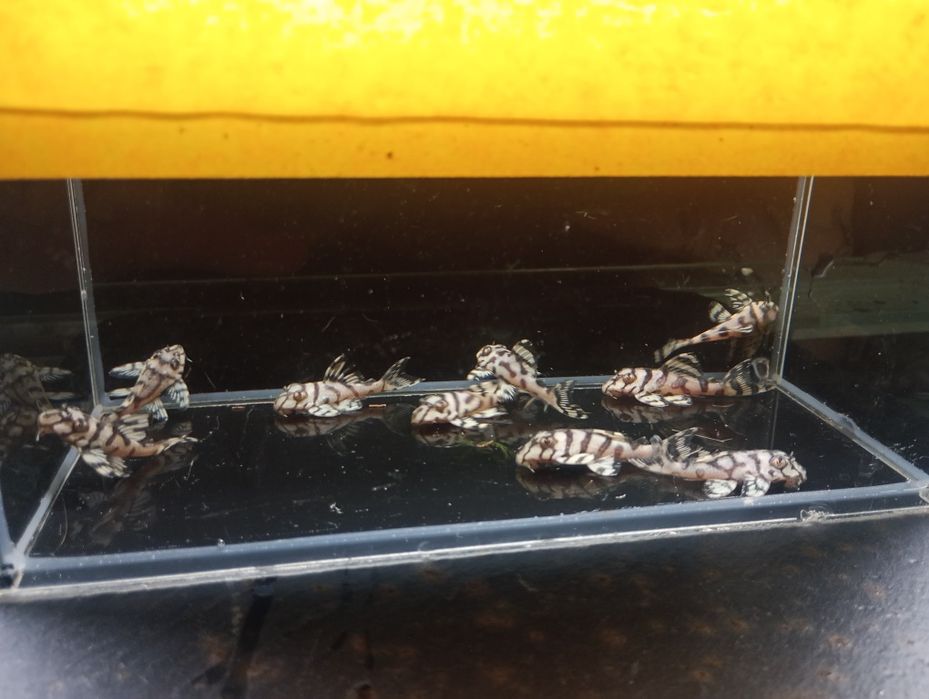 Hypancistrus l 236 super white zbrojnik 4+