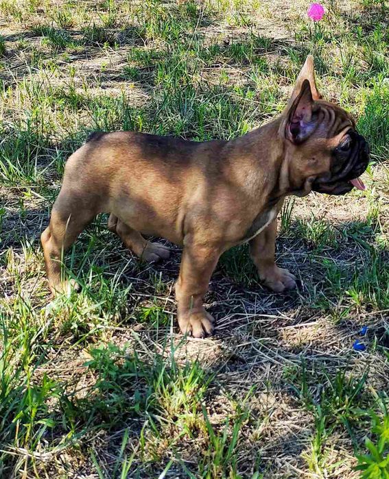 Щенки Французского бульдога