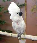 Cacatua alba 2 anos macho