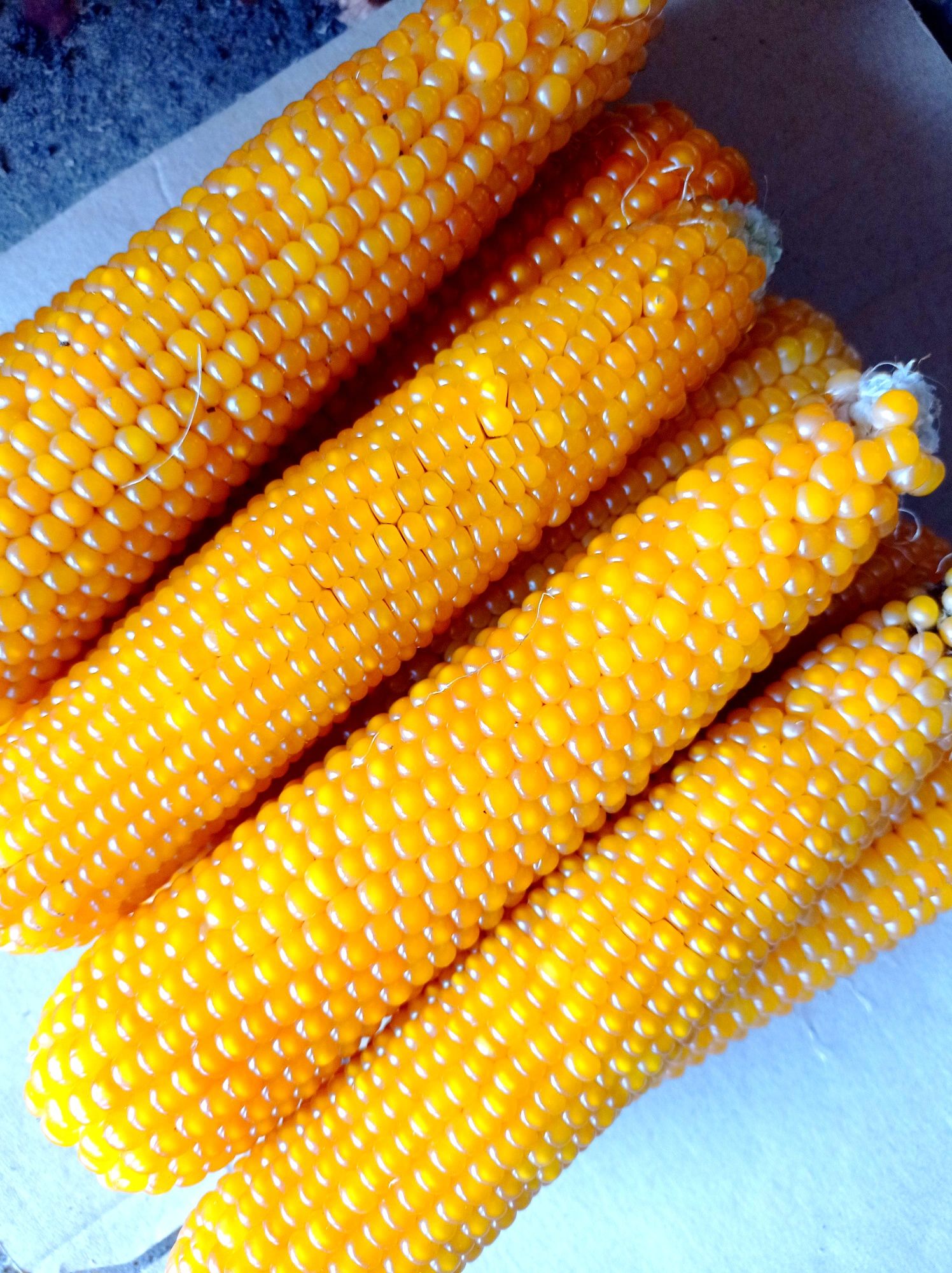 Зерно кукурудзи для попкорну сорт Естрелла