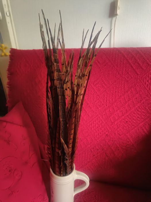 Ozdobne pióra, ciemnobrązowe