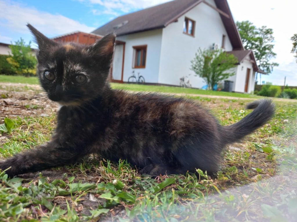 Kotki do oddania