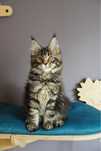 kotka Maine Coon