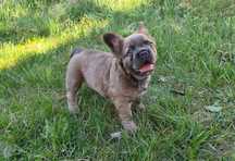 Buldog francuski piesek