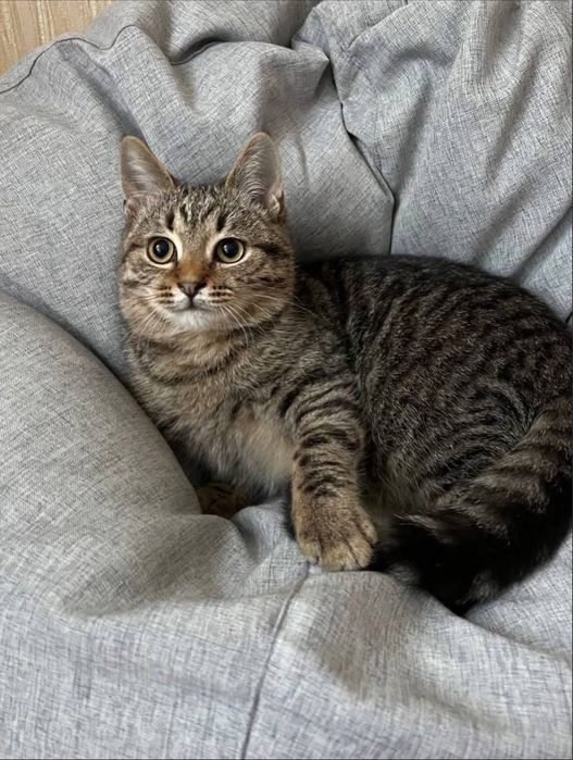 Кицька Даша шукає дім