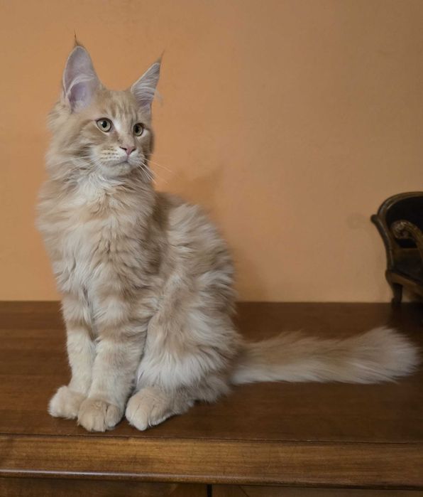 Kremowy kocurek Maine Coon